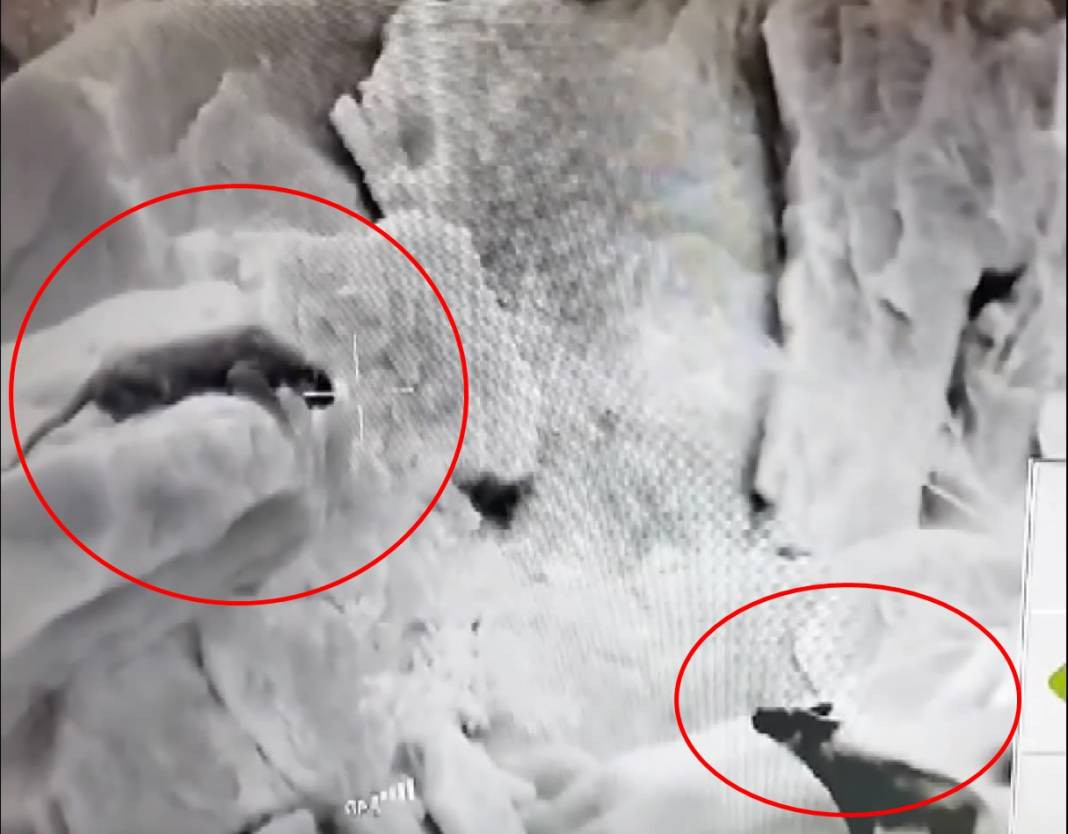 Anadolu parsı ile sırtlan karşı karşıya geldi - Resim: 2